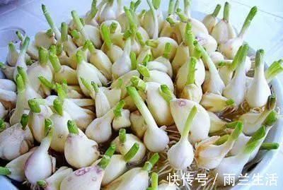 菜市场|4种蔬菜发芽后，不仅没毒，营养还翻倍，可以放心吃