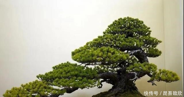 技巧|五针松盆景的6点养护技巧解析,知道了,养护五针松再也不发愁