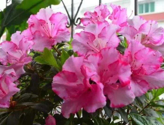 红槐|从9月8日开始，家养此款花卉，幽香暗淡，花开繁盛花香怡人