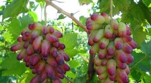 美容|女性过了30岁，推荐常吃三种食物，美容养生，有益健康