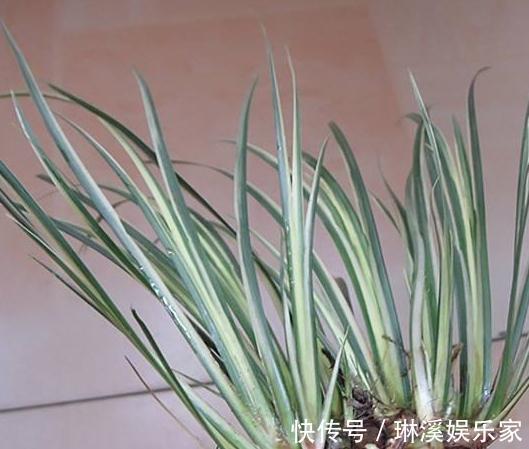 花朵|“3种花”一浇水就能活,客厅养一盆,花朵一开就成“瀑布”