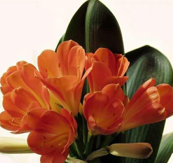 君子兰“夹箭”好解决,简单3步,花箭蹭蹭窜出来!