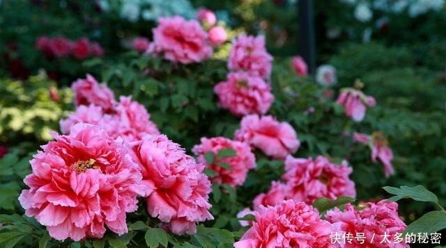 名花|被誉为我国十大名花之首，花色艳丽，香味扑鼻，雍容华贵还好养！