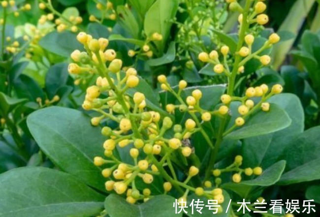 洁癖|吸臭强性强的4种花,有洁癖一定要养,效果不仅明显还省事!