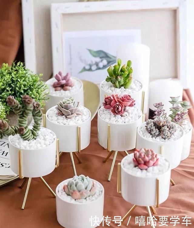 这10种花,冬天必须虐着养,断水又断肥,才能安全过冬!