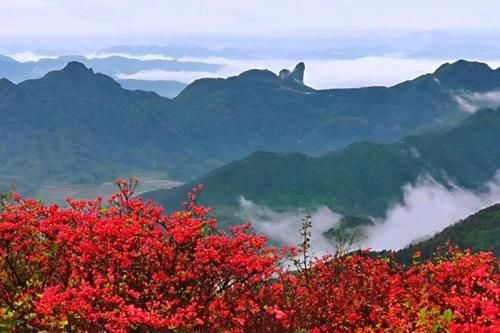 浙江一处适合登山赏花的景点，有10万亩杜鹃花，这里终年云雾缭绕