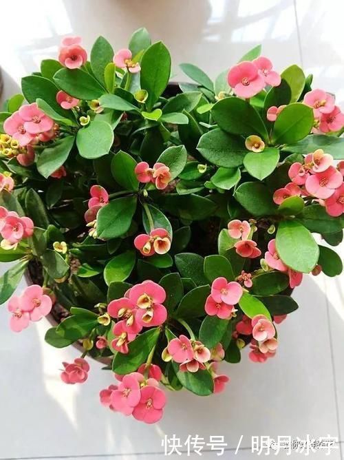 3种花儿“死不了”,花期特别长,一开几个月,是盆栽佳品!