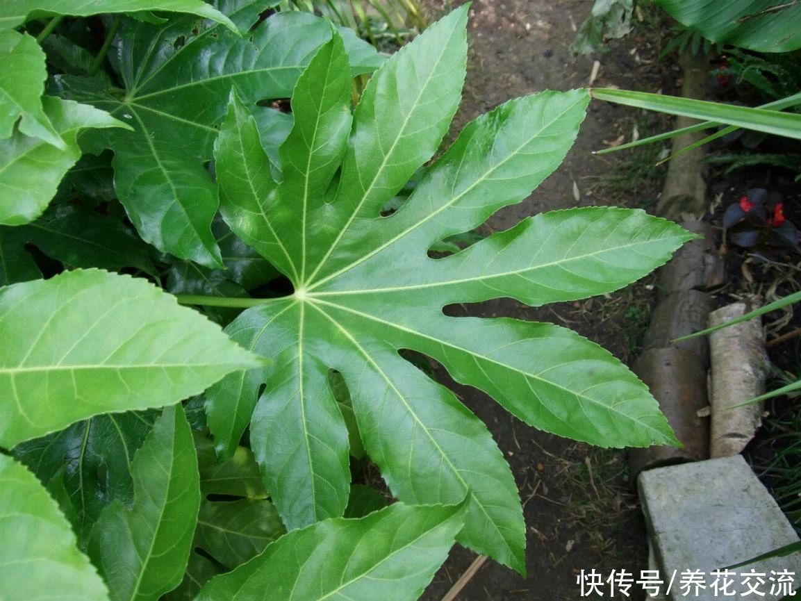 叶片|枝叶长得特别壮观的八角金盘，品种还挺丰富，适合养成室内大盆栽