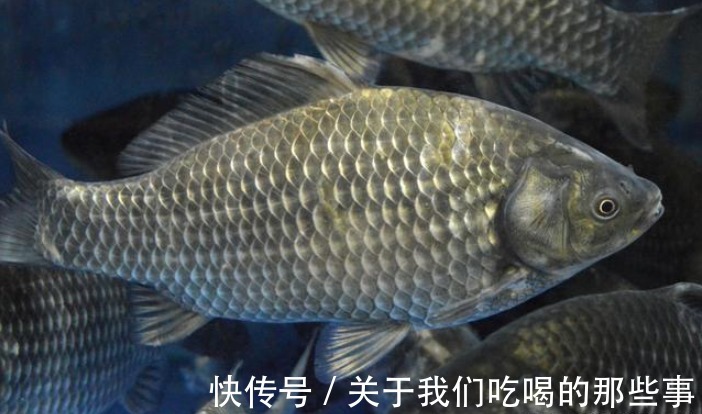 繁殖|才知道,鲫鱼分“野生鲫”和“杂交鲫”,区别很大,弄懂买不吃亏