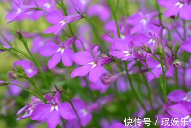 家里阳台不如养这些花卉,开花200天,一年四季又花赏,绚丽多姿