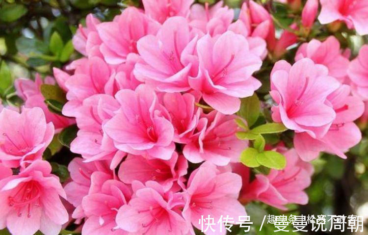 此款花卉,好养易爆盆,开出的花就跟它的名字一样多,非常壮观