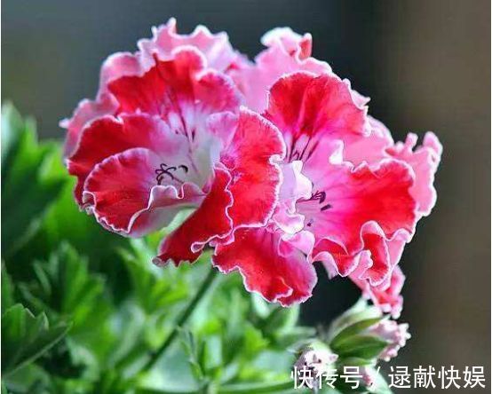 喜欢养菊,就养盆“精品菊花”秋英,花开巧克力香味,清新淡雅