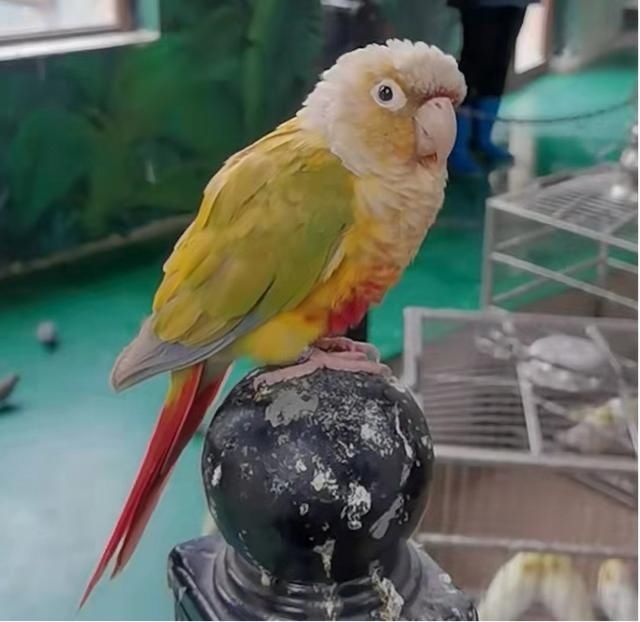 小张|西安一女子持续高烧被送医，竟和养鹦鹉有关