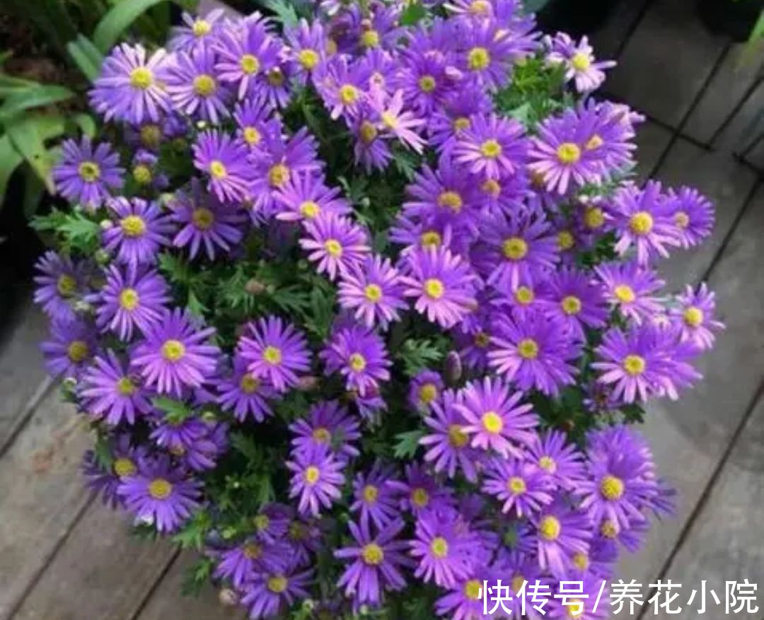 三种花，开花漂亮花期长，春天就能养