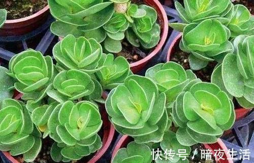 多肉,懒人花友的“心头好”,上班族的“小萌宠”,好看又好养