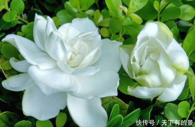 栀子花|几款植物,四季繁花似锦,好养易打理,花姿妖娆美极了