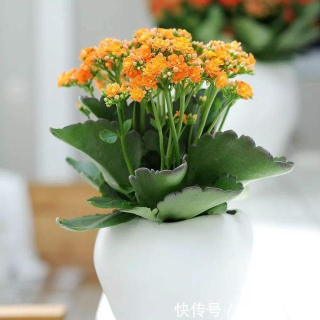 盆栽|长寿花又被称为寿星花、圣诞伽蓝菜！盆栽注意4点，花朵挂满枝