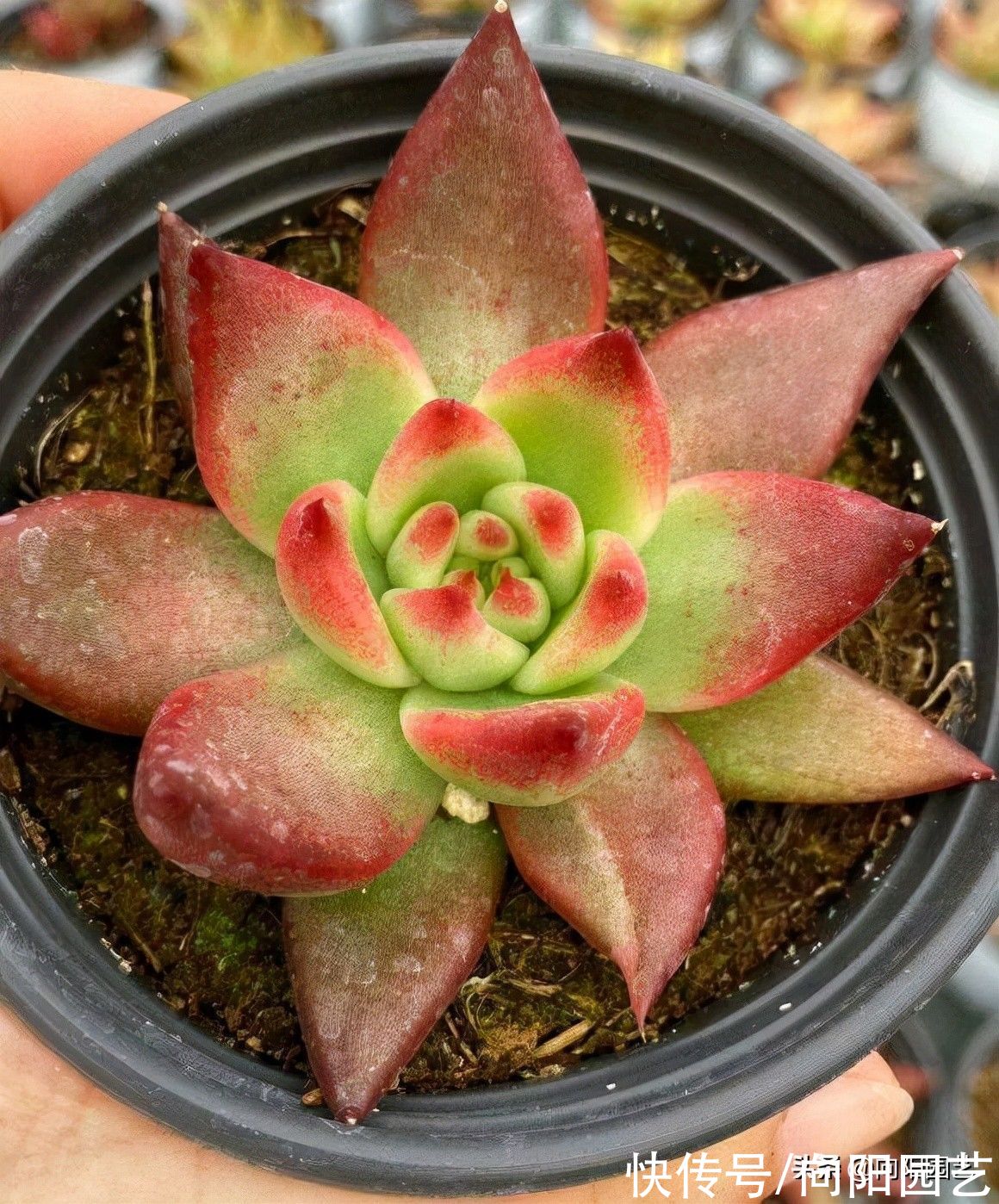 新手养多肉,这6个品种非常不错,先学着养活,不要买太多