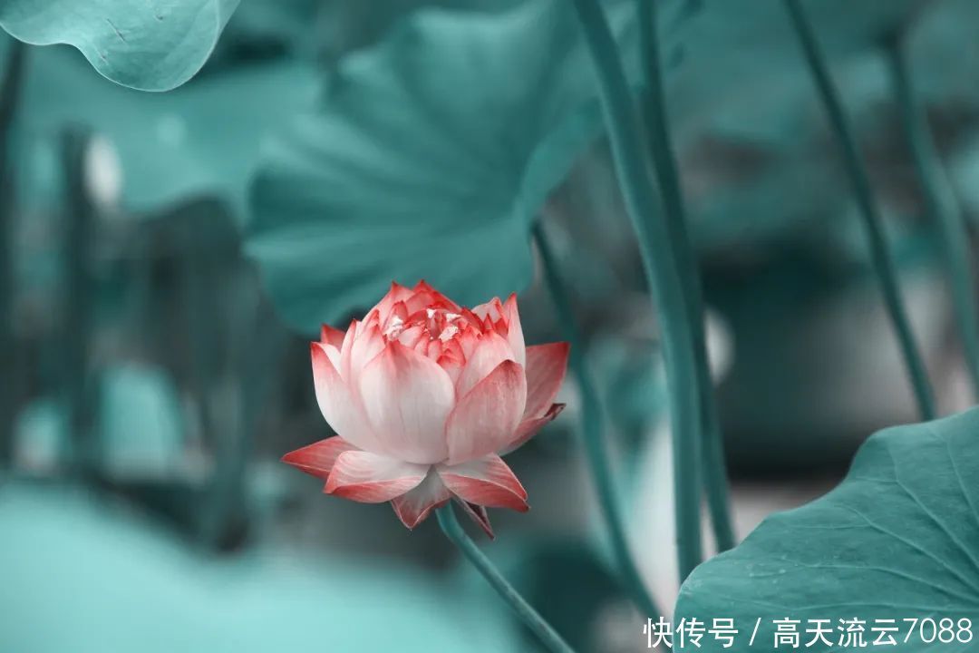  七绝|七绝《岁末感怀》新韵