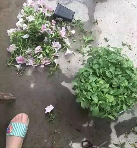 长寿月季花后赶紧剪一刀,剪完就开花,一直剪一直开!