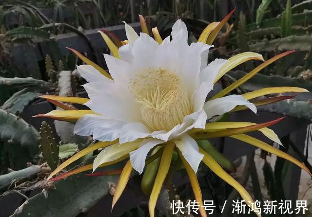 多汁|育火龙果热潮又来了,盆越浅,水越少,长越快,开花结果越多!