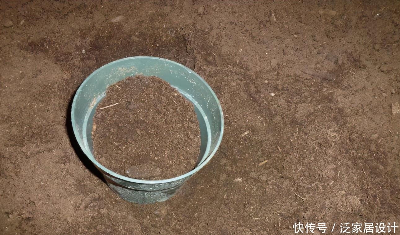 长寿冠海棠花,高颜值老桩盆景!打理好这些开花早又多