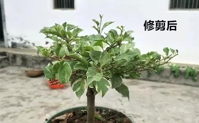 扦插|三角梅的养护大全摘光叶子，少浇水，使劲晒，开花爆满盆