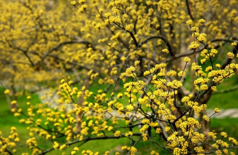 镇宅辟邪|6种植物养在家门口最合适，它们公认的镇宅辟邪，有条件养几棵