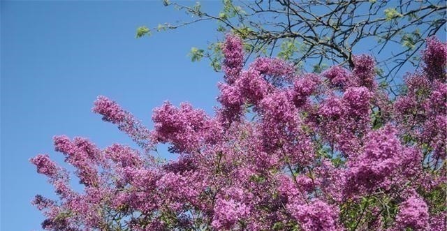 植物|4种花草也“相克”，难怪怎么都养不好，原来被“克”住了！