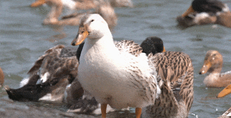 衣服|一件衣服动辄上万!一度排队卖断货的网红品牌“翻车”了