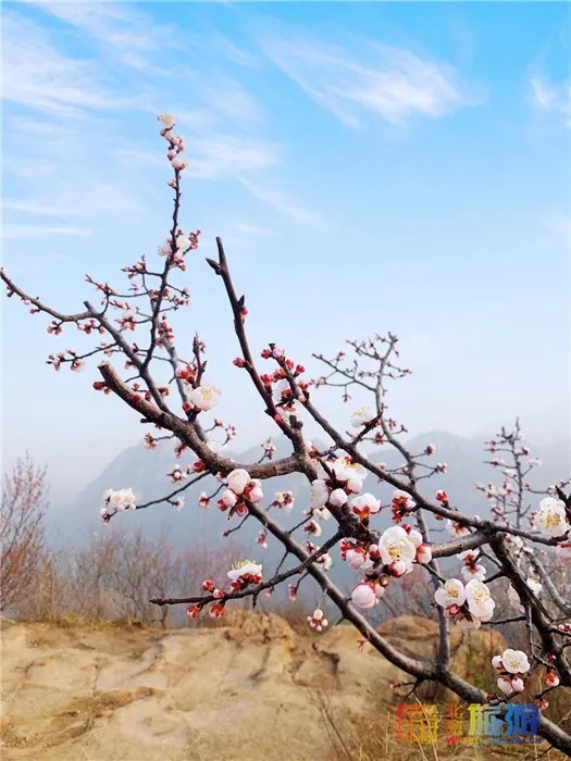 万亩桃花！北京这个地方已经美出天际了，假期去正好！