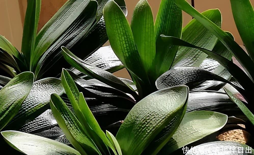 养护|君子兰号称夏必死?掌握“2别1要”,安全度夏,秋天早开花