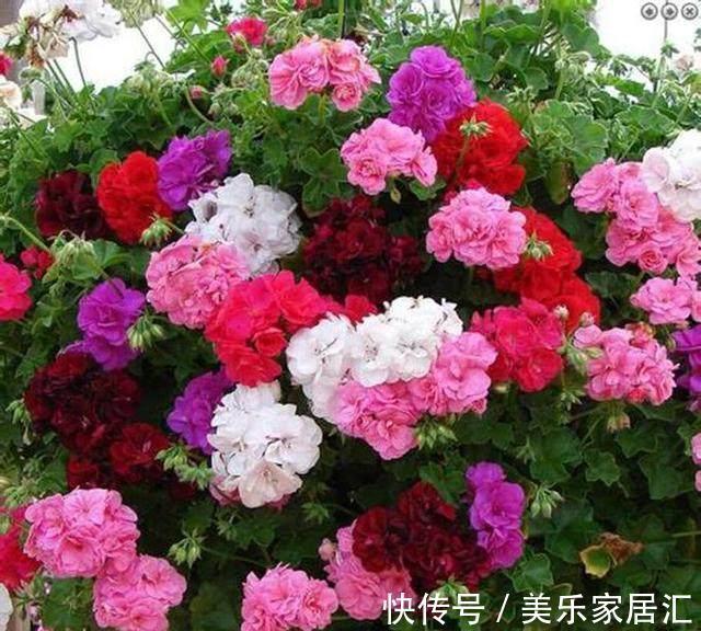 养花|养花不开花,盆里加点这个,花苞叽里咕噜冒不停,花开上百朵