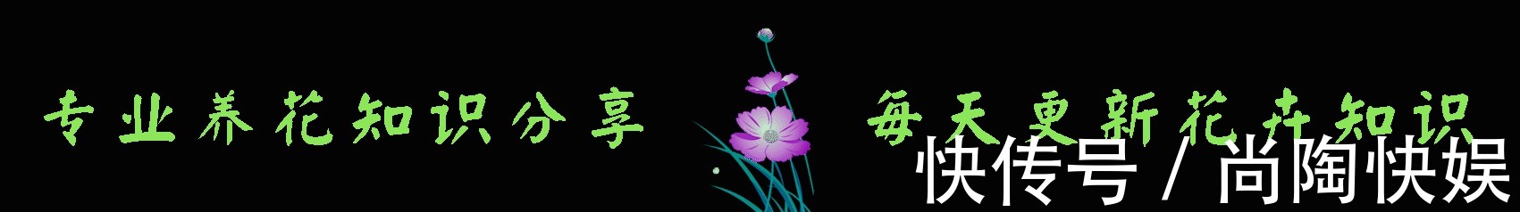 虎皮兰不长个做好2点，叶片猛窜，浓绿油亮，植株旺盛