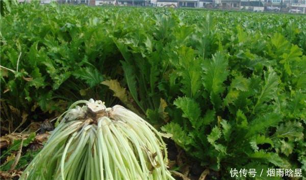 这种比辣椒还辣的蔬菜,腌制后变成“大众腌菜”,对便秘有特效