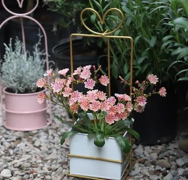 春天养露薇花，学会这几点，开花多又漂亮，花繁色艳人人夸