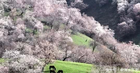 北陂杏花|王安石晚年的这首作品，短短几句意境悲凉，是他最真实的人生写照