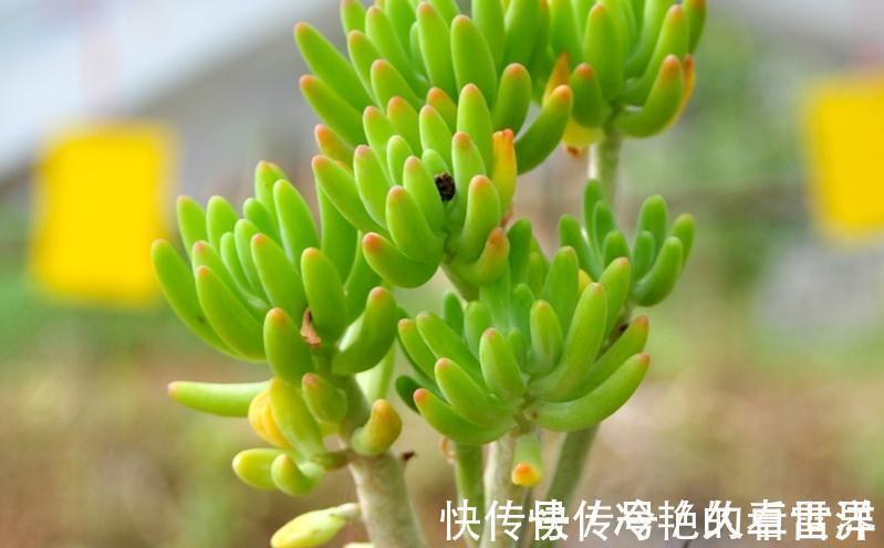 女心|多肉果冻乙女心,自带果冻色,是果冻色系多肉里的颜值担当