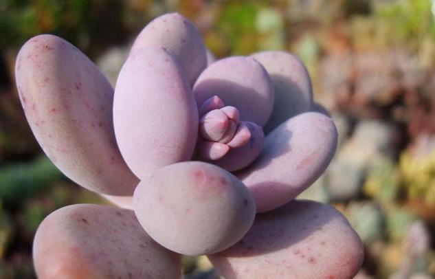 泥炭土|多肉植物桃蛋如何变得圆润胖嘟嘟,粉嫩有光泽,教你3招轻松爆盆