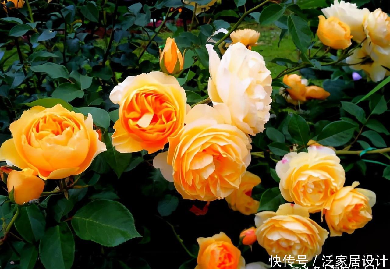 健壮|月季长得乱糟糟的,做好“三修剪”,笋芽更健壮,花量也更多