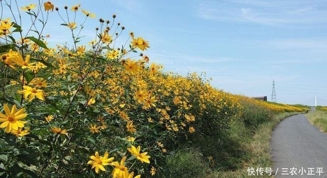 野草|生长在泥土里的“万年脏”, 1粒种子能长满一片, 一斤能卖60元