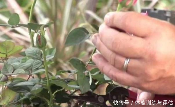 养花别再用自制肥,制作耗时还难闻,用上它养啥都爆满盆!