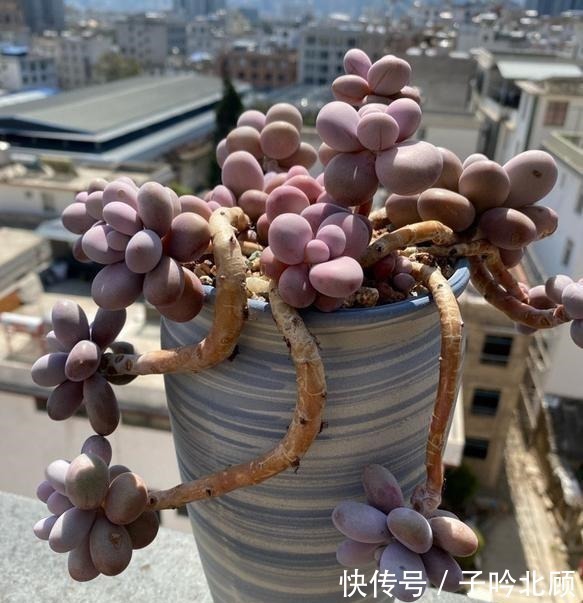 光照|桃蛋不但能养出老桩状态,还能把叶片控出又肥又圆的状态!