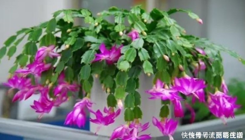 花朵|蟹爪兰爱吃“糖”，7天1次，花苞冒出来，满盆都是大花朵！