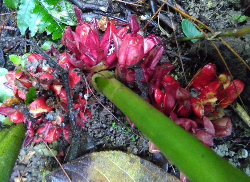 不管你是谁，若采摘这种珍贵植物，请别整株拔走，因为野生有限