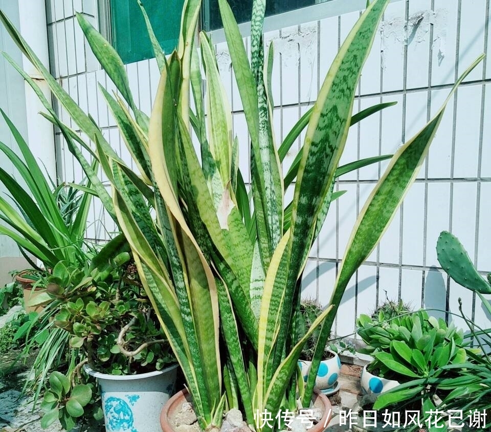 低于10度，5种花要赶紧“断水”，爱花人早了解