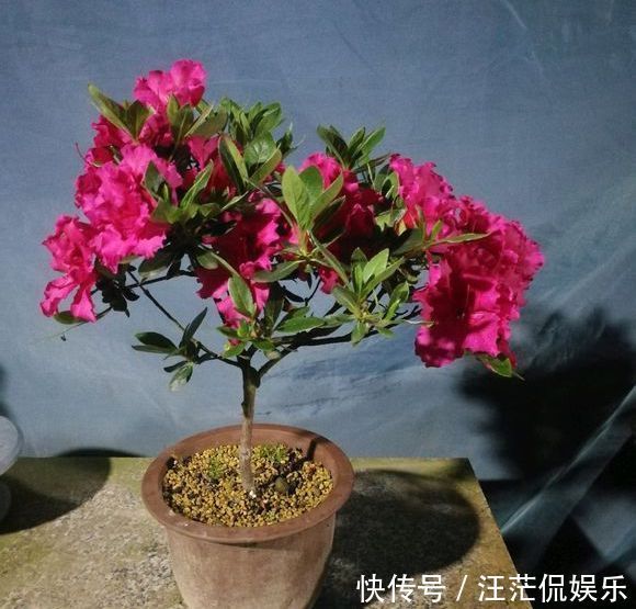 枝条|夏季养杜鹃花盆景,只做一件事,来年开花爆盆造型美,好看要行动