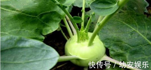 苤蓝|想长寿,平时坚持吃4种食物,排毒抗衰,保护肠胃,越活越年轻