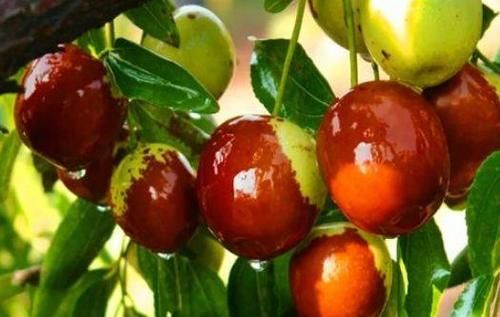 食物|夏季养生正当时，3种食物离不开，排毒养颜，提高免疫力！