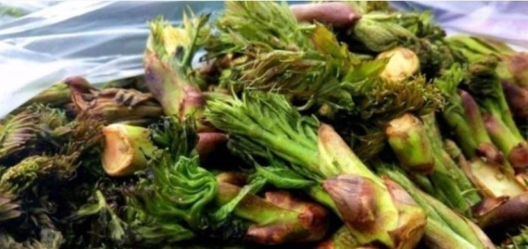 营养|乡下一种新出刺芽,价值珍贵,人称刺人参,营养价值丰富